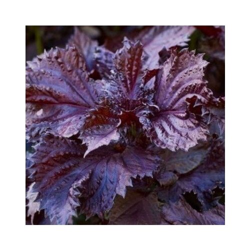 ������ ������ ������ ������ ������� ������� ������� 50 ��. ����