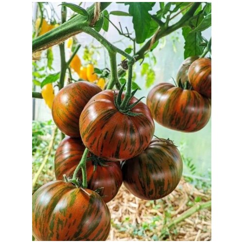 ������ ������ ������ ����� ��������� ������� (Chocolate Stripes), 10 ���� ����