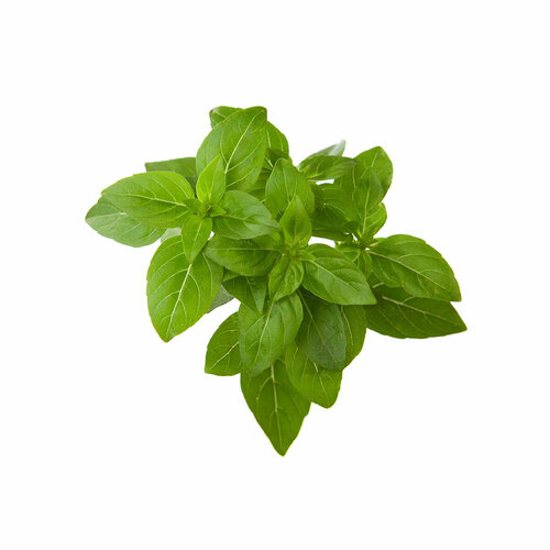 ������ ������ Click And Grow �������� ���������� Click And Grow Dwarf Basil Plant Pods 3 ��. ��� ������ ���� Click And Grow ���������� ������� ����