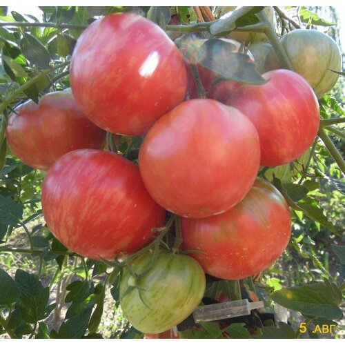 ������ ������ ������������� ������ ������ ����� �������� ����