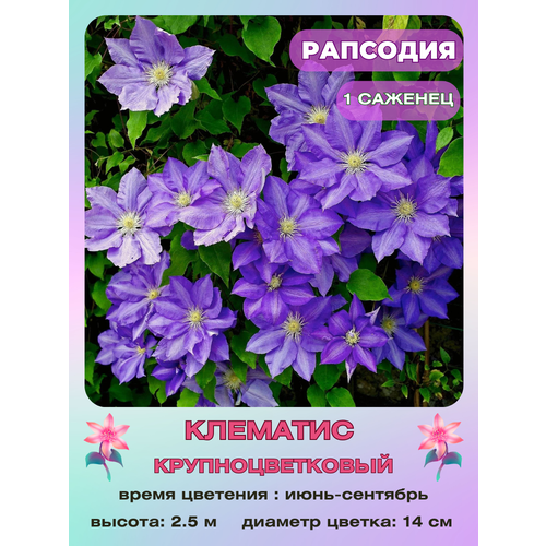 ������ ������ �������� �������� ����