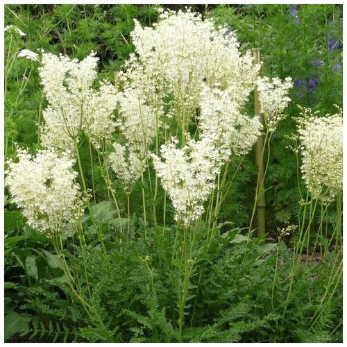 ������ ������ ������ ������ �������� �������������� 40 ��. ����