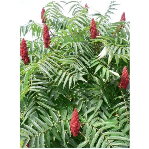 ������ ������ ������ ����� ���������� (Rhus typhina), 35 ���� ����