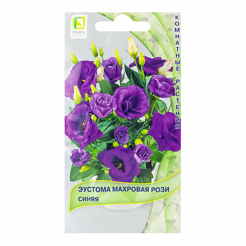 ������ ������ ������� �������� ���� ����� 5 �� /10 ����