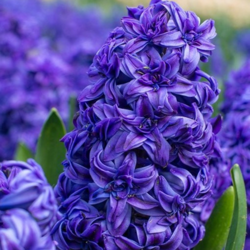 ������ ������ ������� MANHATTAN (2 ��������) ����