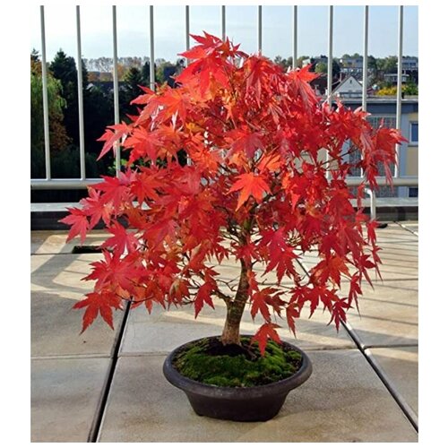 ������ ������ �������� ����, ������ ������ ����