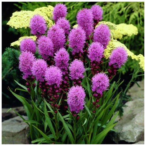 ������ ������ ������ ������ ������� ���������� 30 ��. ����