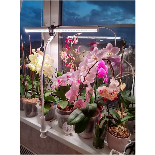 ������ ������ ��������� ��� ��������� ����������, 85 ��, � ������ ������� ��� ����� ����