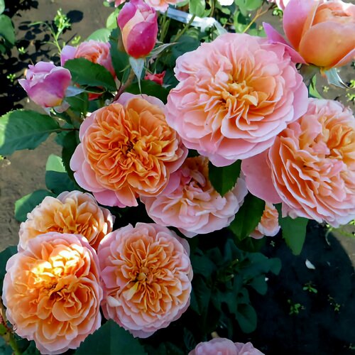 ������ ������ ���� ��������� ������������� ����