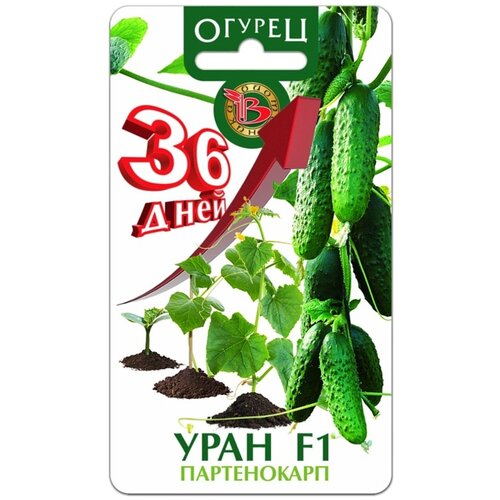 ������ ������ ������ ������ ���� F1 (8��) ����