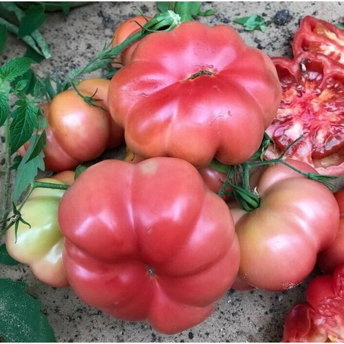 ������ ������ ������ ����� F1 ������� �������� 5 ���� ����� ����� ����