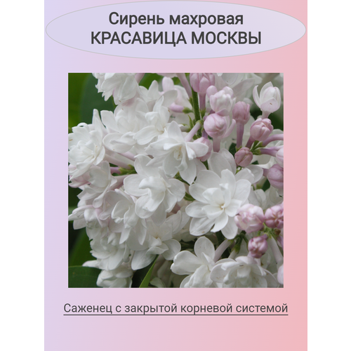 ������ ������ ������ ����� �������� ��������� ������ ����