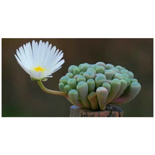 ������ ������ ���������� ����������� ����������� ����� �������� �����, ������ 15 ��. ����