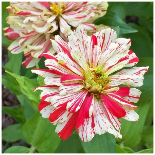 ������ ������ ������ ������ ������ ����� ������ 35 ��. ����