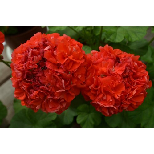 ������ ������ ������ ���������� ��������� �������� ����� ����� ���� 4 �� (1 �������� (O)) ����