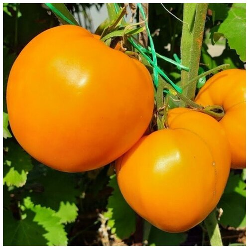 ������ ������ ������ ������ ����� ����� ������ ��������� 10 ��. ����