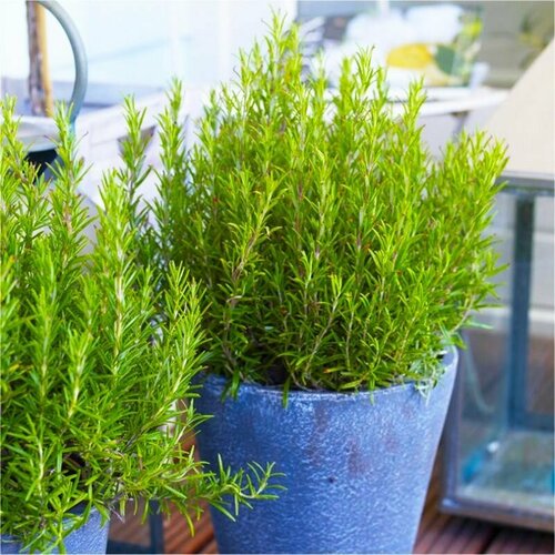 ������ ������ �������� ������������� ��������, ������, 20 �� ����