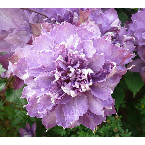 ������ ������ ������ �������� ��������������� ������ ������ 0,05 � (1 ��������) ����