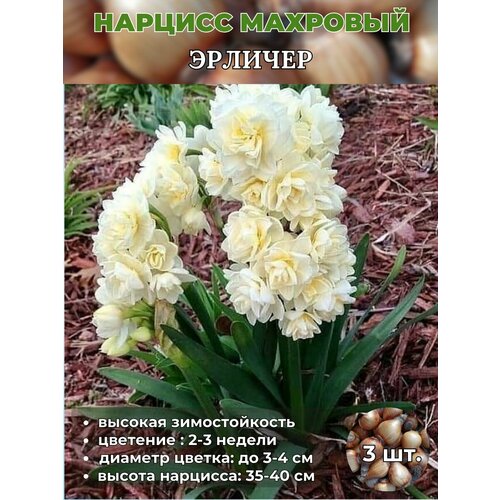 ������ ������ ������� ��������. �������� 3 ����� ����