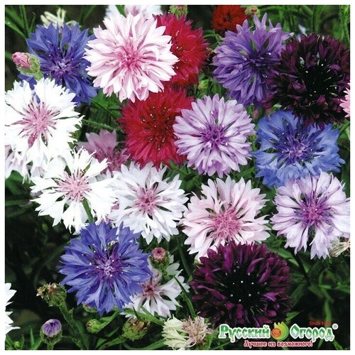 ������ ������ ������. �����. ������� 