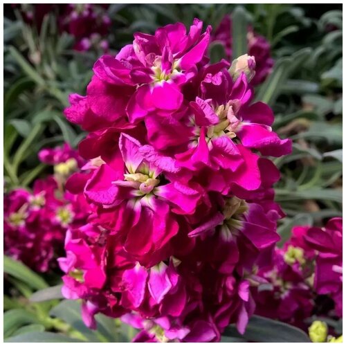 ������ ������ ������ ������ �������� ��� ����� 100 ��. ����