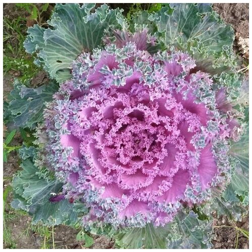 ������ ������ ������ ������ ������� ������������ ��������� 30 ��. ����