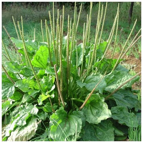 ������ ������ ������ ������ ���������� ������� 50 ��. ����