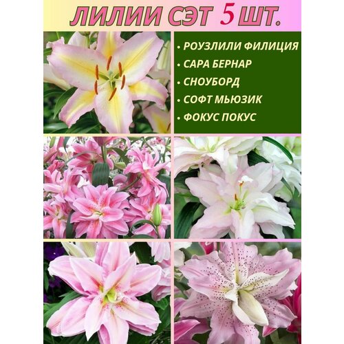 ������ ������ ����� ���������, ��������, ��� �� 5 ���� ����