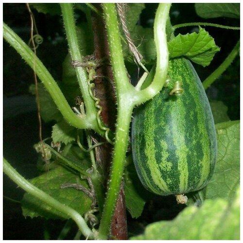 ������ ������ ������ ������ �������� �������� 5 ��. ����