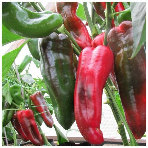 ������ ������ ������ ������ ����� ������� ���� ���� 10 ��. ����