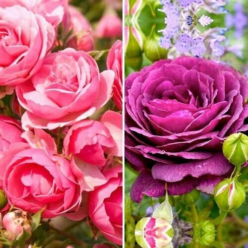 ������ ������ �������� ��� ��������� ��� �� 2 ������(��� ���� 1 ��. / ���������� 1 ��.) ����