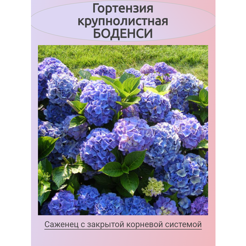 ������ ������ ������������� ��������� ������� (�������) ����