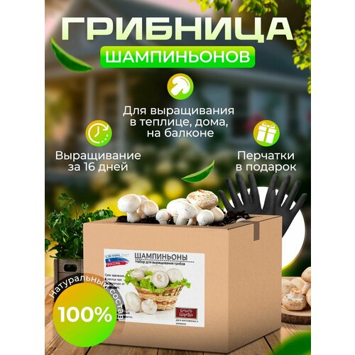 ������ ������ ����� ��� ���� 