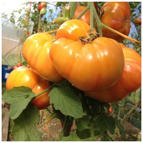 ������ ������ ������ ������ ����� ��������� �������� 10 ��. ����