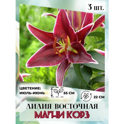 ������ ������ ����� ��������� ����� ����, �������� 3 ����� ����