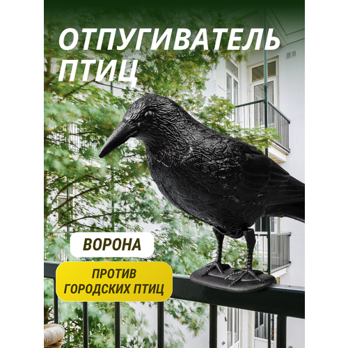 ������ ������ ������������ ���� ������ ����