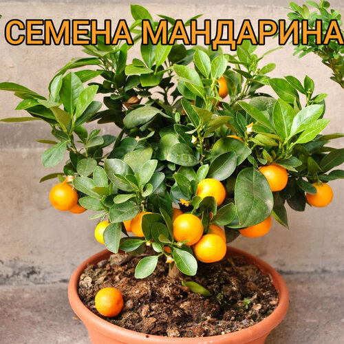 ������ ������ �������� ���������, ����-�������� ��� ����- ������ 5�� ����