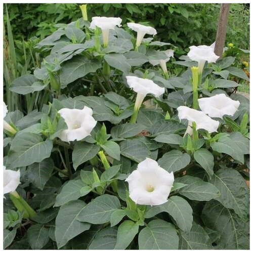 ������ ������ ������ ������ ������ ������������ 15 ��. ����