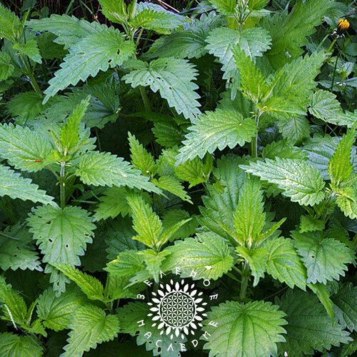      (. Urtica dioica) 500  Green Legacy 