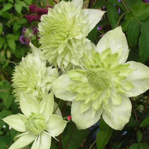 ������ ������ �������� ���-��-���� (Szkolka roslin A.M (������)), 1 ������� � ������ 15-20 �� ����