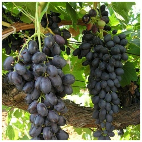 ������ ������ ������ ������ �������� ������ ������� 10 ��. ����