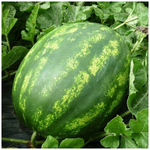 ������ ������ ������ ������ ����� ������� 10 ��. ����