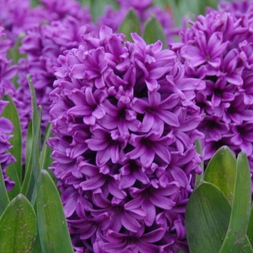 ������ ������ ������� MISS SAIGON (2 ��������) ����