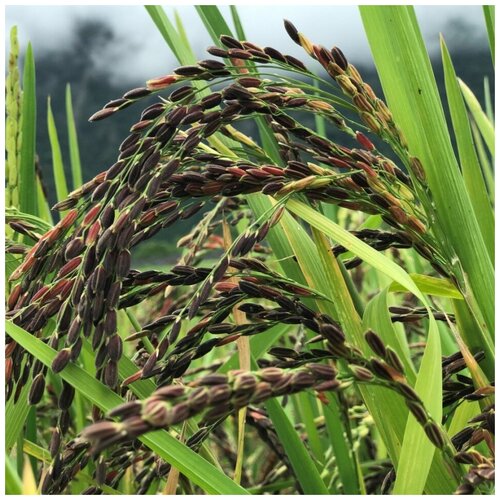 ������ ������ ������ ������ ��� ����� ������ 200 ��. ����