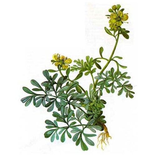 ������ ������ ����, �����, �����, ���������, 25 � ����