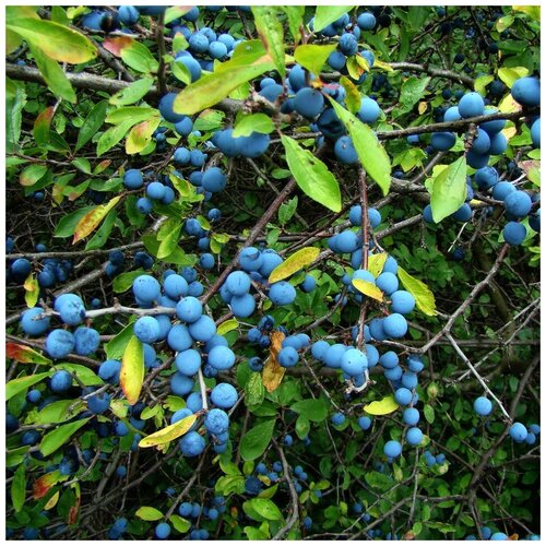 ������ ������ ������ ������ Ҹ�� ����� 10 ��. ����