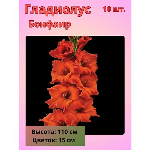 ������ ������ ��������� ��������������� �������, �������� ���������� ����