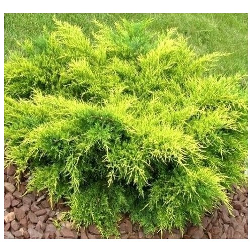 ������ ������ ������������ ������� ��� ���� (1 ������� � ������ 15-20 ��). Szkolka roslin A.M (������) ����