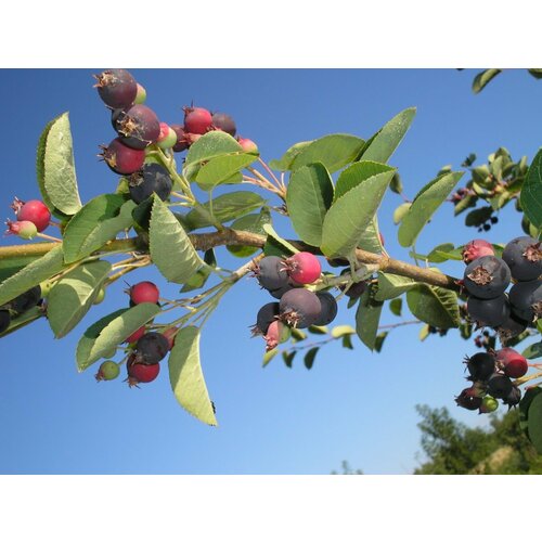 ������ ������ ������� ���� ��������� ��������� ( 3-4 ���� , �7,5 , 60-80 �� ) ����