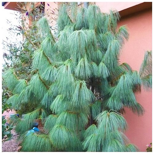 ������ ������ ����� ����������� ������, ������, 10 �� ����